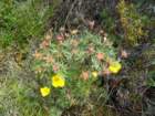 yukonwildflowers_small.jpg